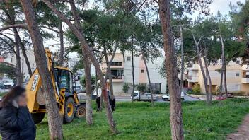 Πρώτη "νίκη" των κατοίκων για τον πευκώνα στα Δειλινά - Παραμένουν τα 68 δέντρα