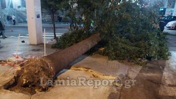 Μεγάλο δέντρο έπεσε στο κέντρο της Λαμίας