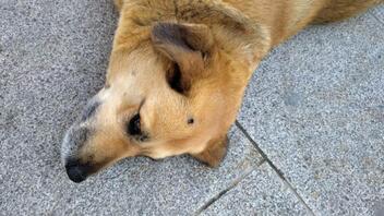 Έσβησαν τσιγάρο στο κεφάλι αδέσποτου σκυλιού στη Ροδόπολη Σερρών!