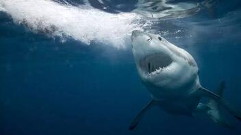 Αυστραλία: Νεκρή 16χρονη από επίθεση καρχαρία