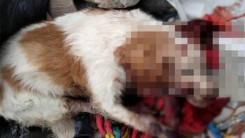 Κτηνωδία στα Χανιά - Σκύλος βρέθηκε νεκρός στα σκουπίδια!
