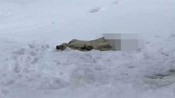 Αποκεφάλισαν σκύλο και τον πέταξαν στα χιόνια - Σκληρές εικόνες