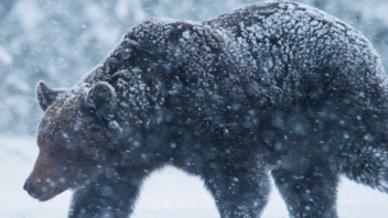Τέλεια συντηρημένη αρκούδα 3,500 ετών βρέθηκε παγωμένη στη Ρωσία