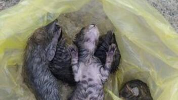 Πέντε γατάκια νεκρά, σε μία νάιλον σακούλα...