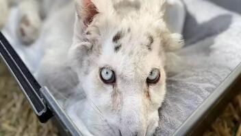 Παρέμβαση εισαγγελέα για το τιγράκι που βρέθηκε σε κάδο στο Αττικό Πάρκο
