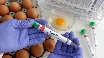 Φόβοι για εξάπλωση του ιού της γρίπης των πτηνών 