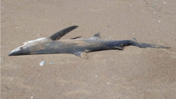Νεκρό καρχαριοειδές σε ακτή της Κισάμου