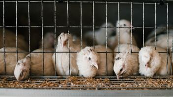 Σουηδία: Κρούσματα Η5Ν1 σε πτηνοτροφείο