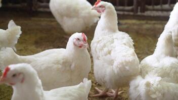 Γρίπη των πτηνών: Γιατί ανησυχεί τους ειδικούς - Πόσο πιθανό είναι να εμβολιαστούμε