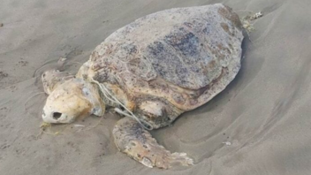 Ακόμα μια νεκρή χελώνα στην παραλία της Αγίας Μαρίνας