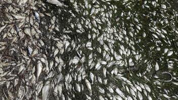 Τι είναι η «ερυθρά παλίρροια» και γιατί σκοτώνει τα ψάρια της Φλόριντα;