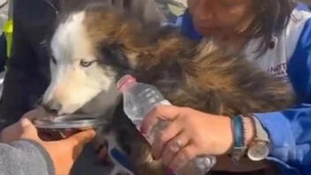 Σεισμός στην Τουρκία: Σκύλος διασώθηκε μετά από 22 ημέρες κάτω από τα ερείπια