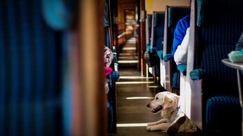 Τέμπη: Το «ανήσυχο» σκυλάκι που έσωσε τη ζωή δύο φοιτητών