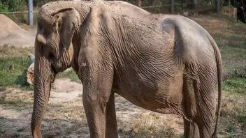 Ταϊλάνδη: Ακτιβιστές έδειξαν πώς καταντούν οι ελέφαντες που κουβαλούν τουρίστες