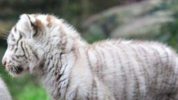 Κέντρο διάσωσης αγρίων ζώων εξέφρασε την επιθυμία να φιλοξενήσει το τιγράκι που βρέθηκε εγκαταλελειμμένο