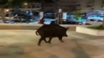 Αγριογούρουνο απολαμβάνει νυχτερινή βόλτα σε πάρκο της Θεσσαλονίκης - Δείτε βίντεο