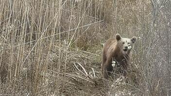 Σε συρμάτινη θηλιά πιάστηκε νεαρό αρκουδάκι στις Πρέσπες