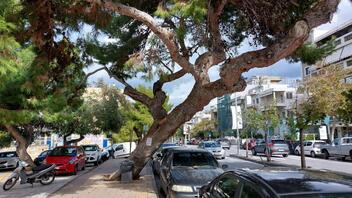 Εκδικάστηκαν τα ασφαλιστικά μέτρα για την κοπή δέντρων στο Ηράκλειο