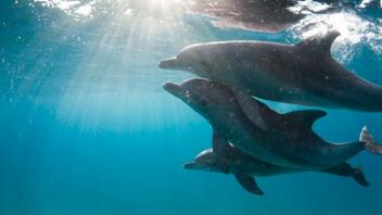 Συναγερμός στην Ιαπωνία για «τοξικό» κρέας δελφινιού με «εκατονταπλάσια επίπεδα υδραργύρου»