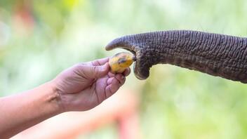 Ελέφαντας έμαθε πώς να ξεφλουδίζει μπανάνες
