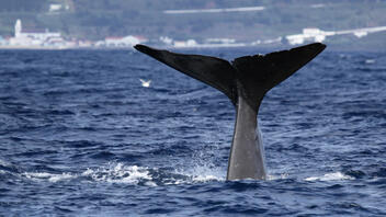 Πελώρια φάλαινα κολυμπά σε «απόσταση αναπνοής» από καγιάκ στην Αυστραλία