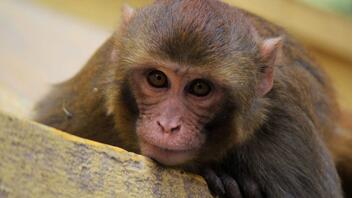 Η υπερχρεωμένη Σρι Λάνκα, πουλάει 100.000 macaca στην Κίνα