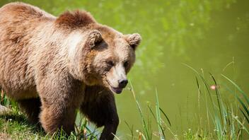 Ιταλία: Παγιδεύτηκε η αρκούδα που σκότωσε νεαρό ράνερ
