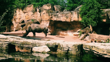 Επισκέπτης σε ζωολογικό κήπο έκανε χαλαρό μπάνιο μέσα σε... κλουβί ρινόκερου