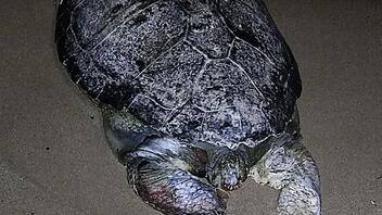 Νεκρή χελώνα στην παραλία