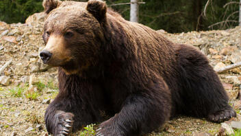 Χαλκιδική: Εμφανίστηκε ξανά αρκούδα στον Ταξιάρχη 