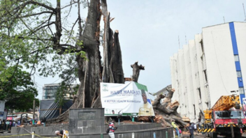 Σιέρα Λεόνε: Καταιγίδα κατέστρεψε το δέντρο – ορόσημο της ελευθερίας