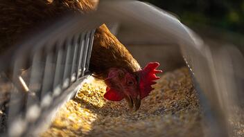 Πτηνοτροφία: Γιατί ελέγχθηκαν επιχειρήσεις από την Επιτροπή Ανταγωνισμού