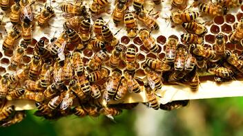 Έκρηξη νοθείας και «ελληνοποιήσεων» στο μέλι
