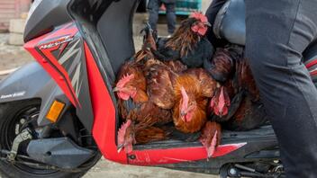 Σε κατάσταση έκτακτης ανάγκης η Βραζιλία μετά τον εντοπισμό κρουσμάτων γρίπης των πτηνών