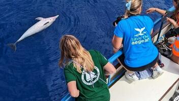 Σάμος: Βρέθηκαν ακόμη δύο θανατωμένα ζωνοδέλφινα