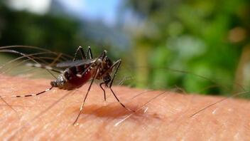 Κουνούπια: Γιατί τσιμπάνε κάποιους περισσότερο;