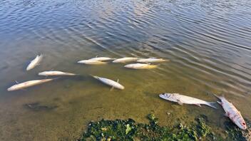 Νεκρά ψάρια στον Αποσελέμη: Το ΕΛΚΕΘΕ αναζητά την αιτία- Δείτε βίντεο