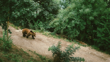 Μεγάλη αρκούδα κυκλοφορεί στα Πετρανά Κοζάνης 