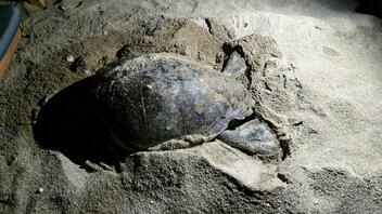 Ο "Γολγοθάς" της θαλάσσιας χελώνας ανάμεσα σε ομπρέλες και ξαπλώστρες