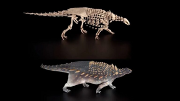 Ανακαλύφθηκε νέο είδος δεινόσαυρου με αγκαθωτή «πανοπλία»