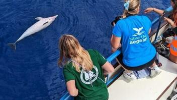 Νεκρά δελφίνια στο Αιγαίο: Αφορά συγκεκριμένα σκάφη, συγκεκριμένους ανθρώπους