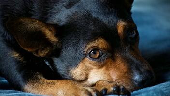 Έσερνε σκύλο με το ΙΧ - Του επιβλήθηκε πρόστιμο 30.000 ευρώ
