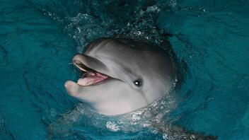 Τα θηλυκά δελφίνια μιλούν «μωρουδίστικα» στα μικρά τους όπως οι άνθρωποι