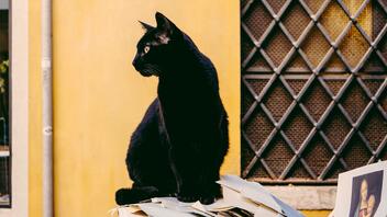 Αποτροπιασμός από καταγγελία φιλοζωικής: Άγνωστος πυροβολεί αδέσποτες γάτες στον Βόλο