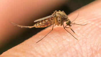 Προειδοποιήσεις ECDC: Αυξάνεται ο κίνδυνος μετάδοσης ασθενειών από τα κουνούπια