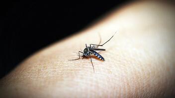 Ψεκασμοί κατά των κουνουπιών, στα Χανιά