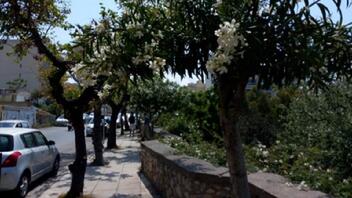  "Τα δέντρα στην πόλη" - Εσπερίδα από τον ΠΟΗ