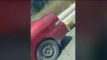Ζάκυνθος: Συνελήφθη ο άνδρας που έσερνε το σκύλο με το αυτοκίνητο