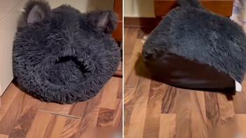 Ξεκαρδιστική στιγμή όταν σκύλος παγιδεύεται στο κρεβάτι του