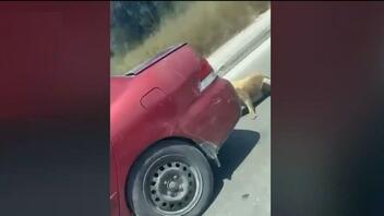 Έσερνε σκυλί με το αυτοκίνητο δεμένο με σύρμα - Ανατριχιαστικό βίντεο!